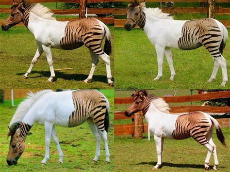 Os 6 Animais Híbridos Mais Diferentes Da Natureza