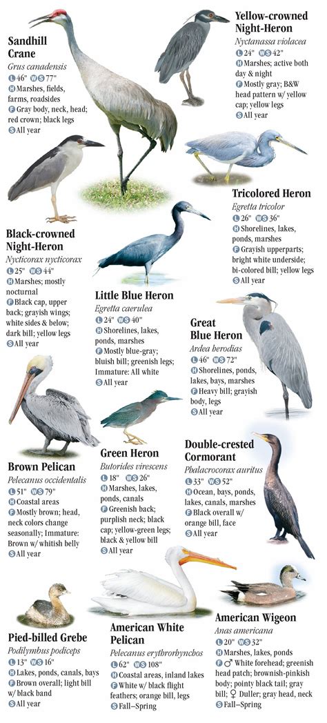 Birds Of North Florida Including The Panhandle Quick Reference