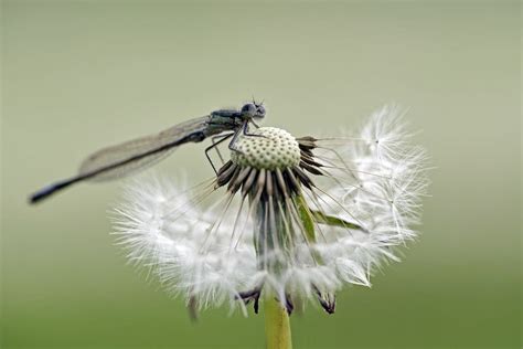 Macro Photography Nature Floral Damselfly Dandelion Dragonfly