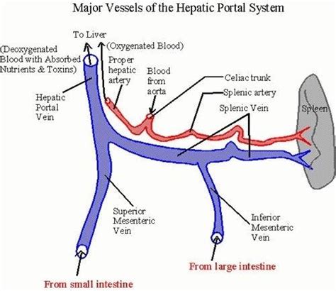 (heads right toward the liver). The Blood Vessel That Carries Blood From Gut To The Liver / blood supply to stomach | Anatomy ...