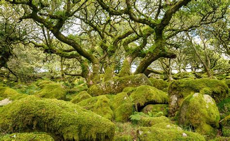 Why We Need To Better Protect Britains Ancient Woodlands