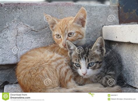 Two Cute Cats Lying On Stairs Stock Image Image Of