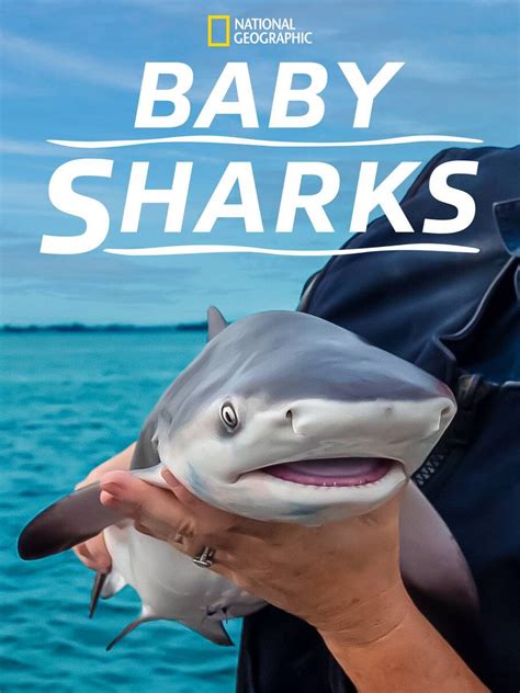Baby Sharks — Sealight Pictures