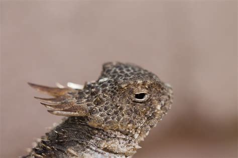 Regal Horned Lizard From My Trip To Tucson Last Year Rarizona