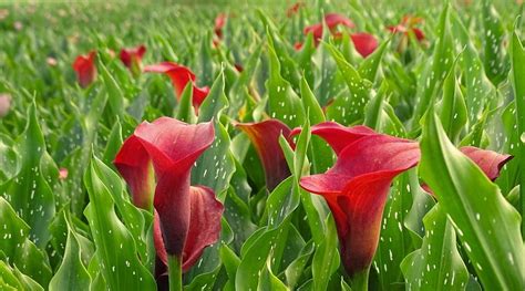 40 Types Of Red Flowers With Pictures Flower Glossary Calla Lily