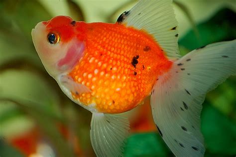 Pearlscale Care Pearlscale Goldfish