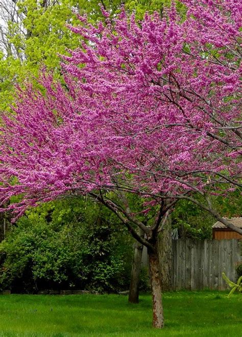 Pink Flowers Are Blooming On Trees In The Yard