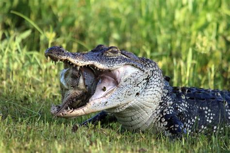 Alligator 5k Retina Ultra Hd Wallpaper Background Image 6000x4000