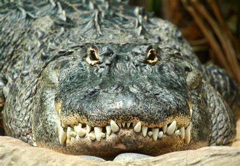 how dangerous are american alligators and other alligator facts planet deadly