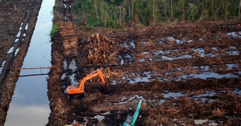 Los Sistemas De Certificación No Han Logrado Prevenir La Destrucción De Los Bosques Y La