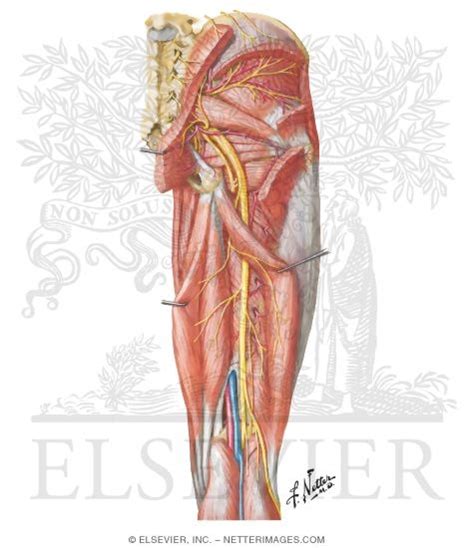 Arteries And Nerves Of Thigh Deep Dissection Posterior View Arteries