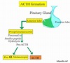ACTH (Adrenocorticotropic Hormone), Cushing’s Syndrome – Labpedia.net