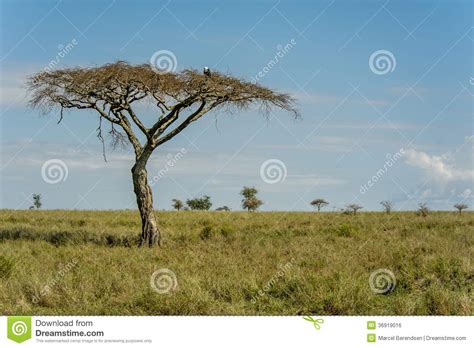 African Landscapes Serengeti National Park Tanzania Stock Photo