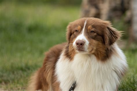 Top 10 Long Haired Dog Breeds You Need To Know Fitbark
