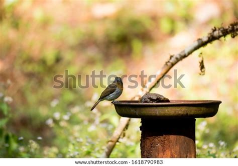Natures Best Ever Seen On Earth Stock Photo 1618790983 Shutterstock
