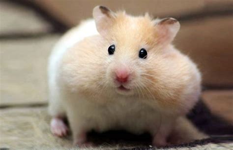 There are about 19 species but only 5 hamster species are suitable as house pets. How long do Hamsters Live? | Petaddon