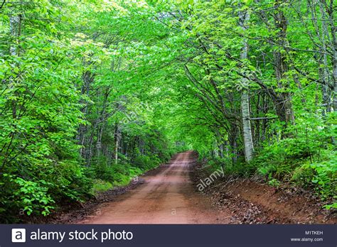 Road Through Maple Trees Hi Res Stock Photography And Images Alamy