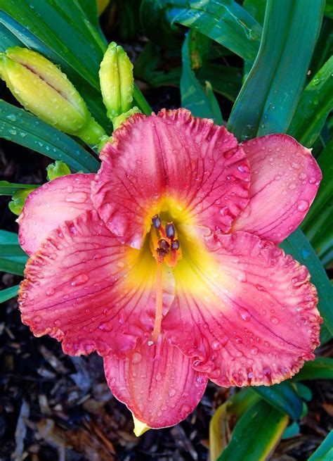 True Lily Vs Daylily Whats The Difference Birds And Blooms