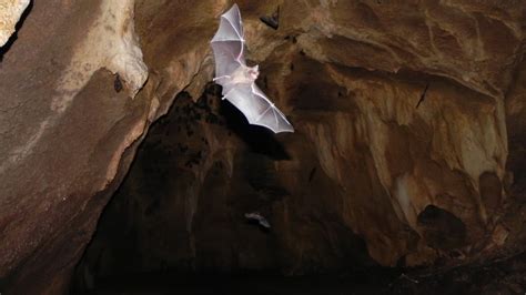 Bats Flying All Around A Bat Cave Youtube