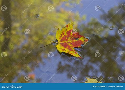 Autumn Leaf Floating In Water Stock Photo Image Of Seasons Yellow