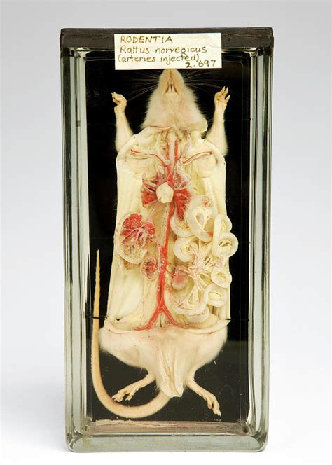 Rat Dissection Photograph By Ucl Grant Museum Of Zoology Pixels