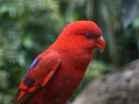 An Exquisitely Coloured Red Lory Melbourne Zoo Parkville Flickr