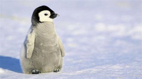 Baby Penguin HD Wallpapers Top Free Baby Penguin HD Backgrounds WallpaperAccess