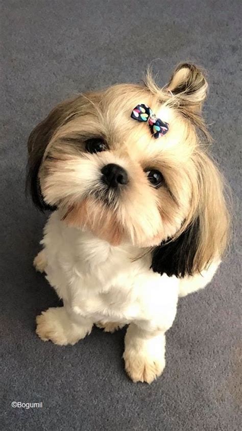 Ranges from $1,195 to $3,499. Cost of a Shih Tzu Puppy - Shih Tzu Buzz