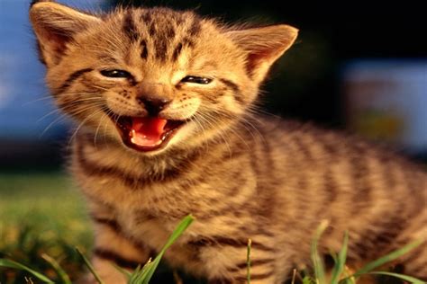 30 Beautiful And Cute Smiling Cat Pictures Tail And Fur