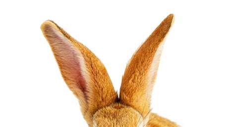 Why Do Rabbits Keep Turning Their Ears Rabbit Ear Language
