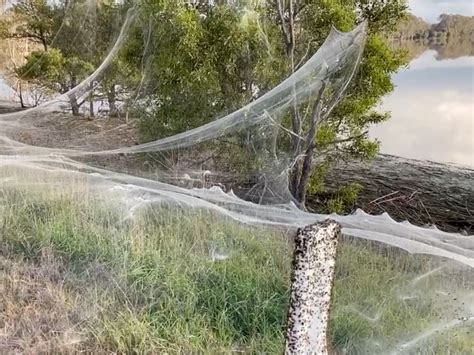 Ballooning Spiders Leave Australian Region Covered In Webs Today