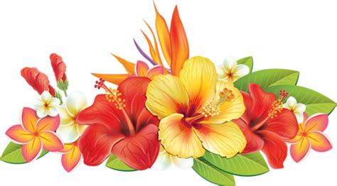 Tropical Flowers Png Transparent Background Vintage Colorful Flowers