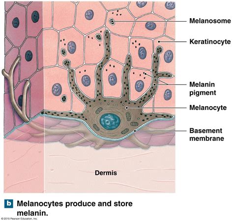 Melanocytes And Melanin Anatomy And Physiology Skin Anatomy Skin