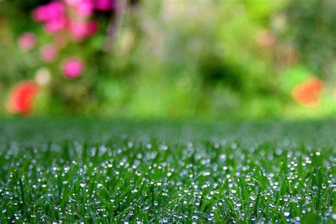 Freshness Green Grass Meadow Drop Early Morning Green Backgrounds