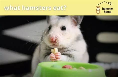 What Hamsters Eat The Ultimate Guide To Hamsters Diet Hamster Home