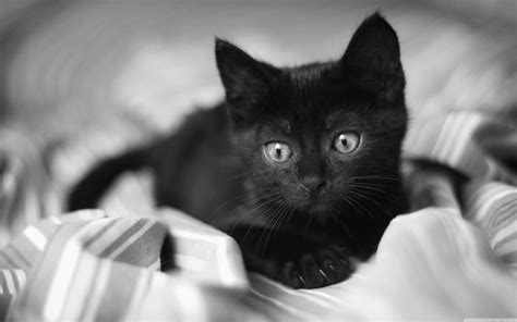 black kittens wallpaper