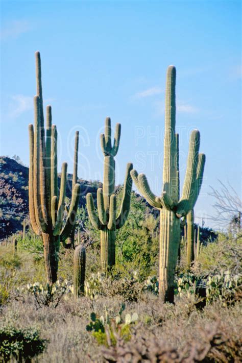 Photo Of Saguaro Cactus By Photo Stock Source Cactus Tucson Arizona