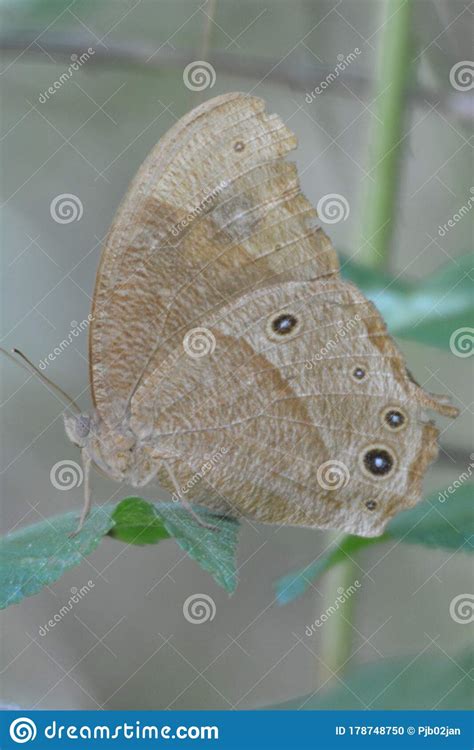 Australian Nymph Evening Brown Butterfly Melanitis Leda Stock Photo
