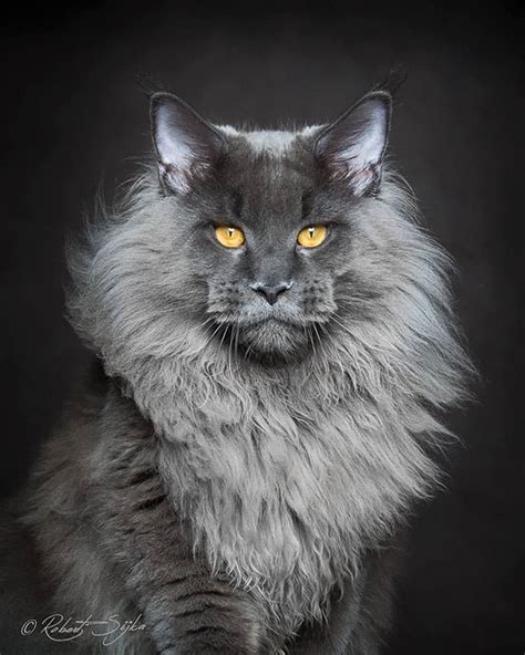 12 Of The Worlds Most Beautiful Cats Top13