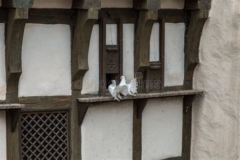 Pair Of White Pigeons Stock Image Image Of Building 124860859