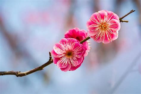 Chinese Flowers