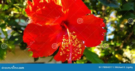 Bright Red Gumamela Flower Stock Image Image Of Honey 178004317