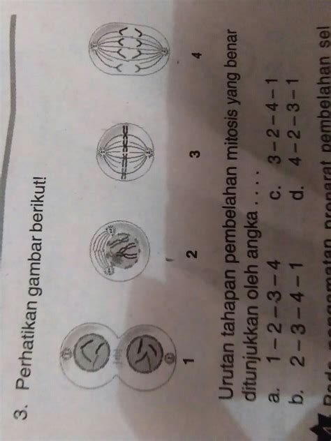 We did not find results for: urutan tahapan pembrlahan mitosis yang benar ditunjukan ...