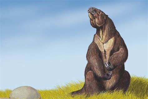 How Big Were The Giant Ground Sloths The Sloth Conservation Foundation
