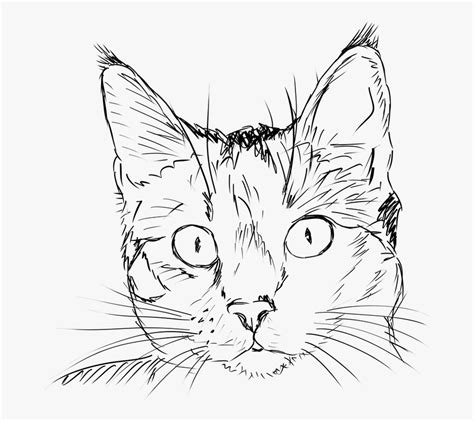 Begin by drawing an oval to outline the cats face. Cat, Kitten, Drawing, Black And White, Portrait, Feline ...