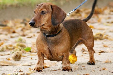 Guía Del Dachshund O Perro Salchicha Cría Cuidado Y Adiestramiento