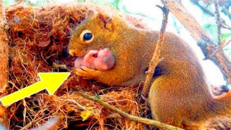 Desperate Squirrel Brings Her Babies To The One Place They Can Get Help