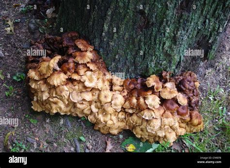 Large Cluster Of Armillaria Mushrooms Growing Around A Tree Stump