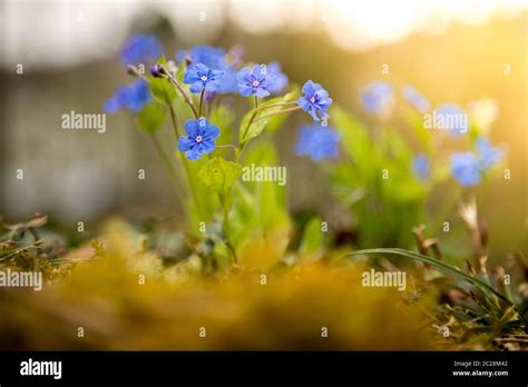 Blue Forget Me Not And Colourful Wildflowers In Spring Stock Photo Alamy