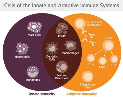 Comparing The Innate And Adaptive Immune Systems Seattle Wa Patch